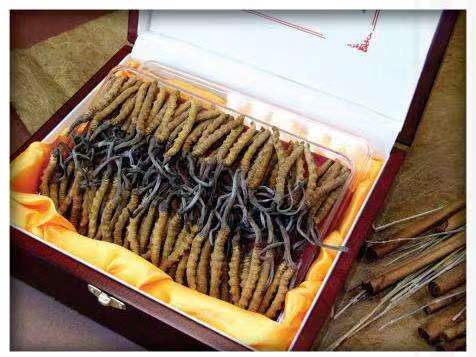 德江冬虫夏草回收